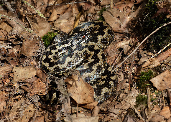 Adder Vipera berus