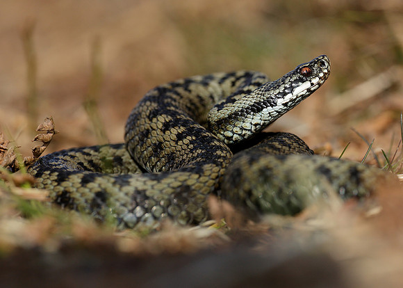 Adder Vipera berus