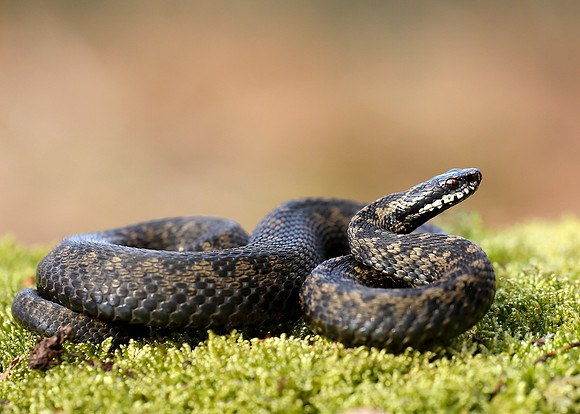 Adder Vipera berus