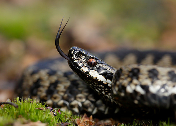 Adder Vipera berus