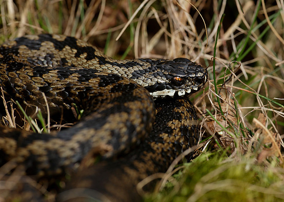 Adder Vipera berus