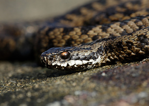 Adder Vipera berus