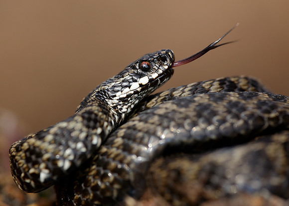 Adder Vipera berus