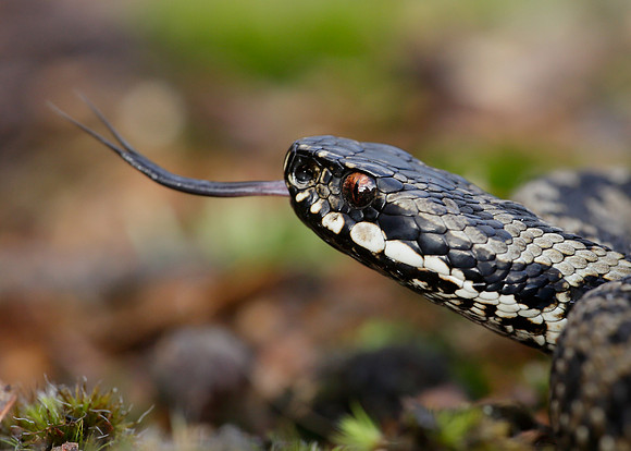 Adder Vipera berus