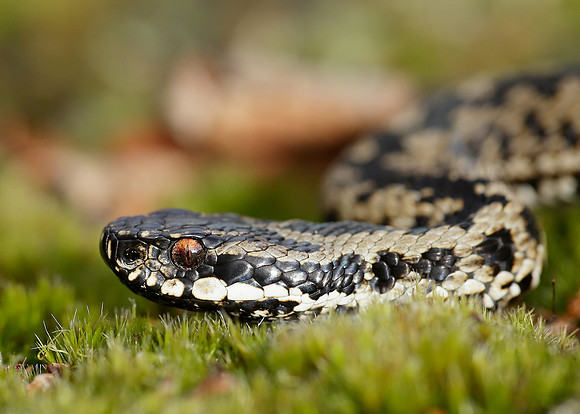 Adder Vipera berus