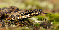 Adder Vipera berus