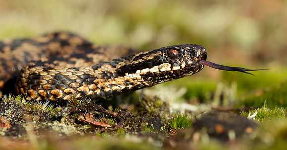 Adder Vipera berus