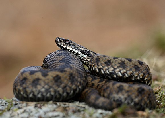 Adder Vipera berus