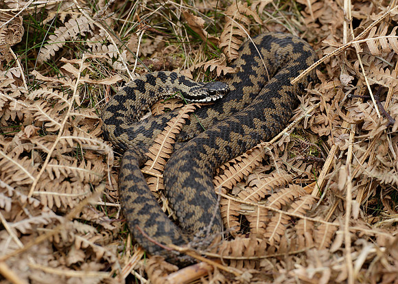 Adder Vipera berus