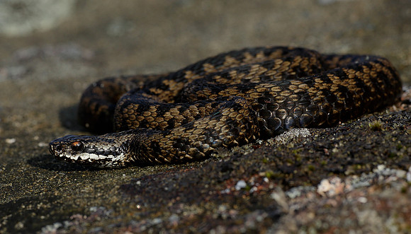 Adder Vipera berus