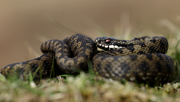 Adder Vipera berus