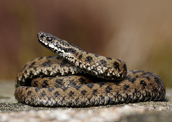 Adder Vipera berus