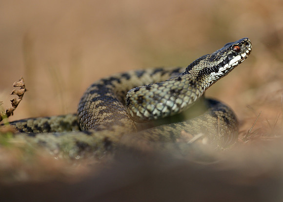 Adder Vipera berus