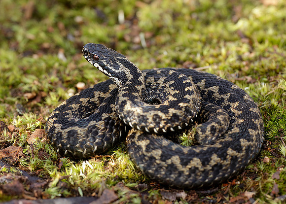 Adder Vipera berus
