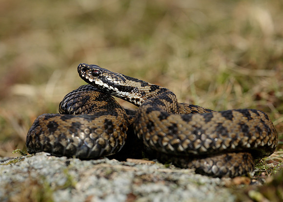 Adder Vipera berus
