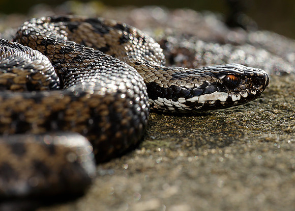 Adder Vipera berus