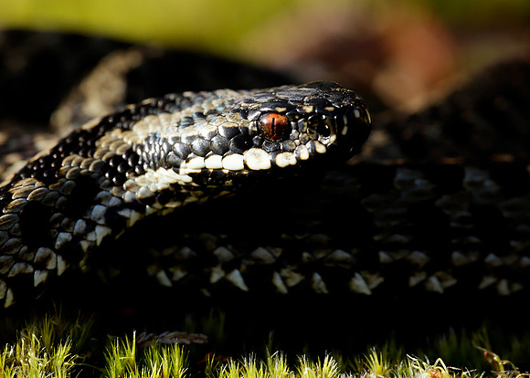 Adder Vipera berus