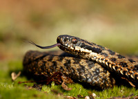 Adder Vipera berus