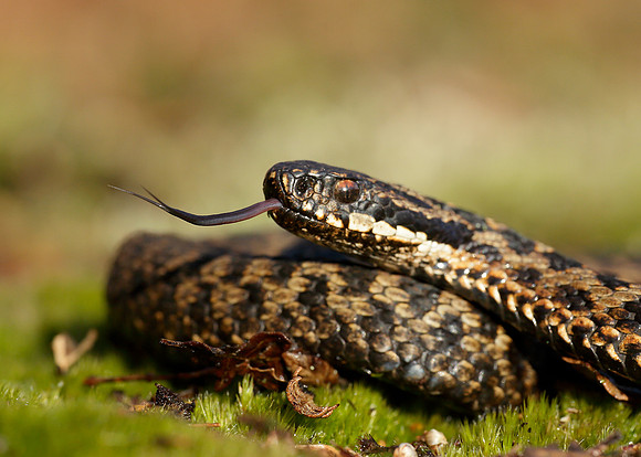 Adder Vipera berus