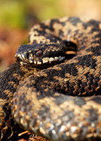 Adder Vipera berus