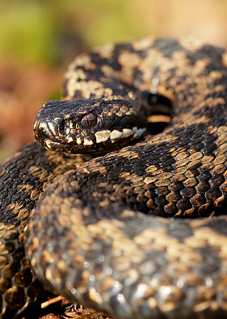 Adder Vipera berus