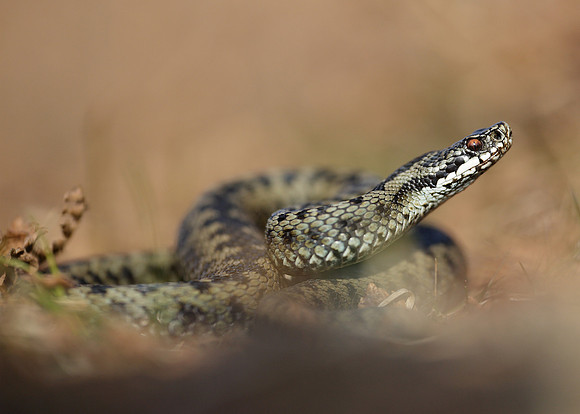 Adder Vipera berus