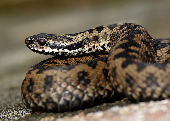 Adder Vipera berus