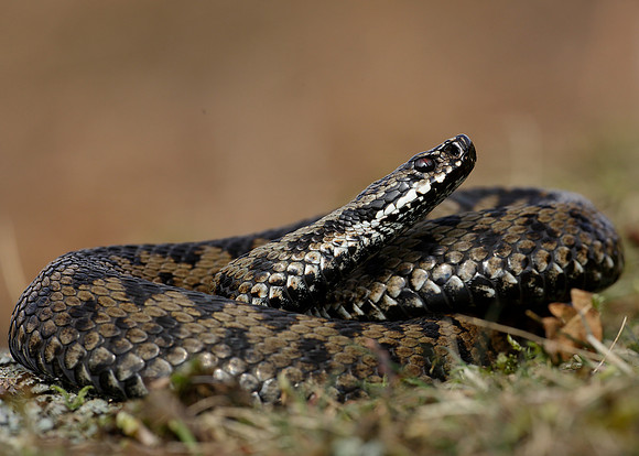 Adder Vipera berus
