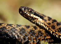 Adder Vipera berus