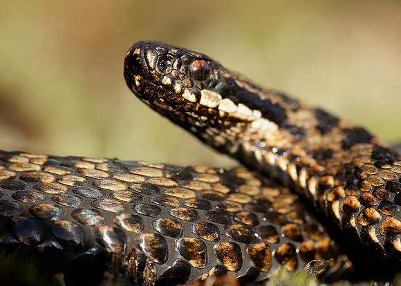 Adder Vipera berus