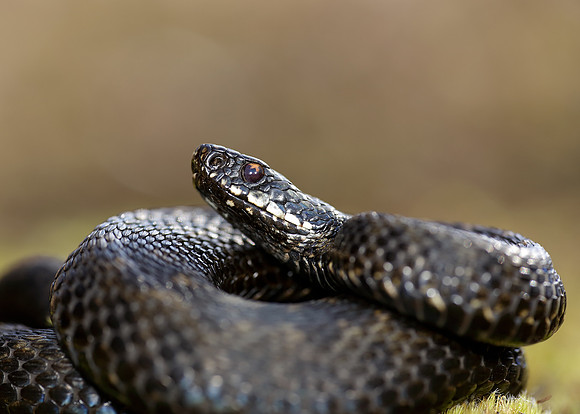 Adder Vipera berus