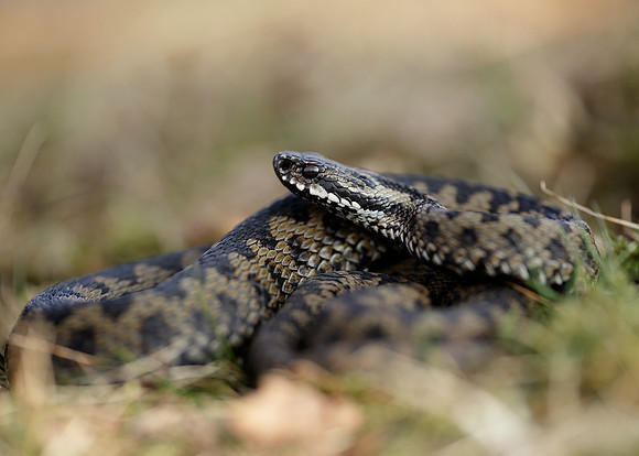 Adder Vipera berus