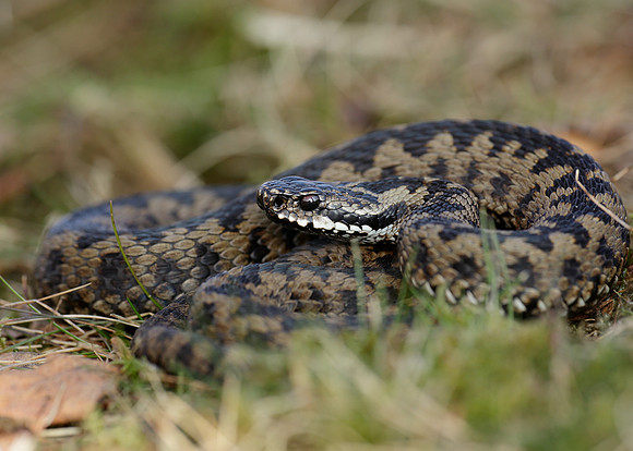 Adder Vipera berus