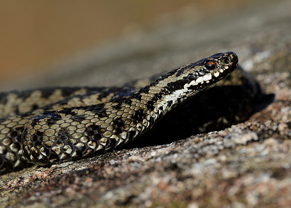 Adder Vipera berus