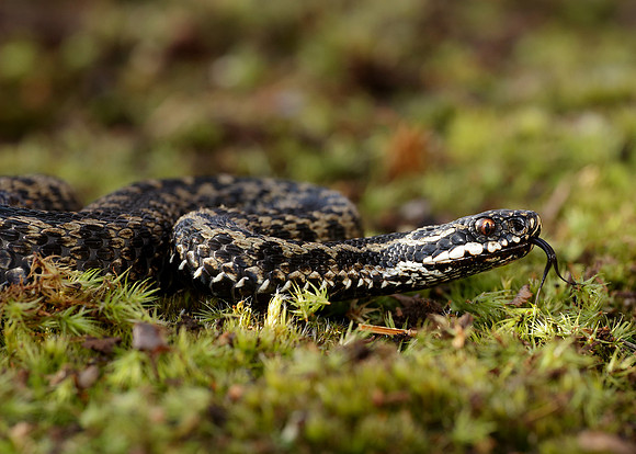 Adder Vipera berus