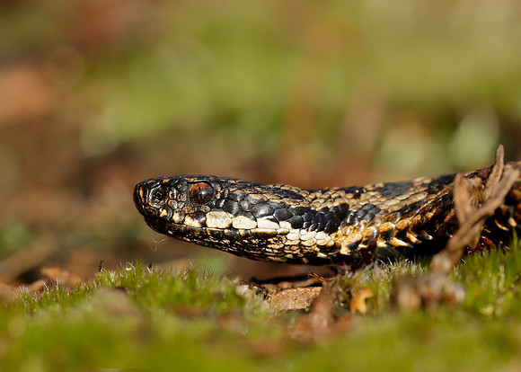 Adder Vipera berus