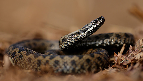Adder Vipera berus