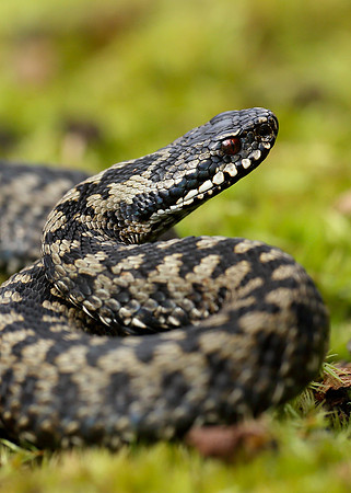 Adder Vipera berus