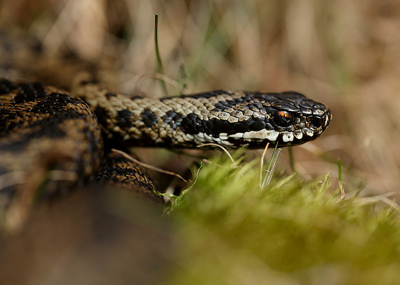 Adder Vipera berus