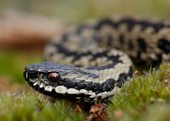 Adder Vipera berus