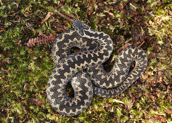 Adder Vipera berus