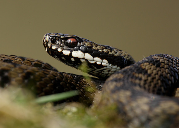 Adder Vipera berus