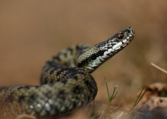 Adder Vipera berus