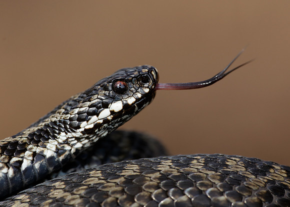 Adder Vipera berus