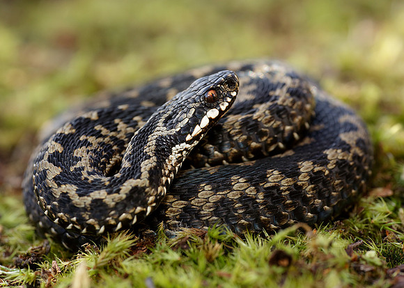 Adder Vipera berus