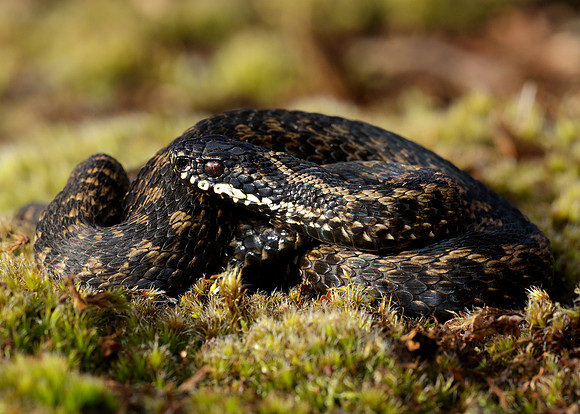 Adder Vipera berus