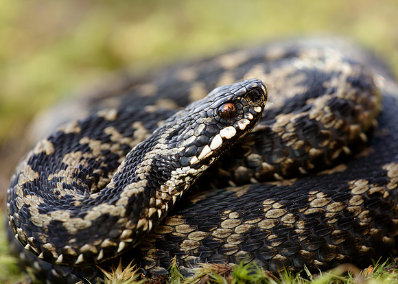 Adder Vipera berus
