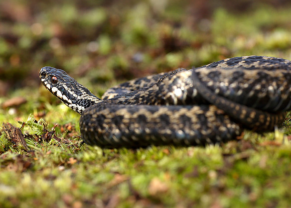 Adder Vipera berus