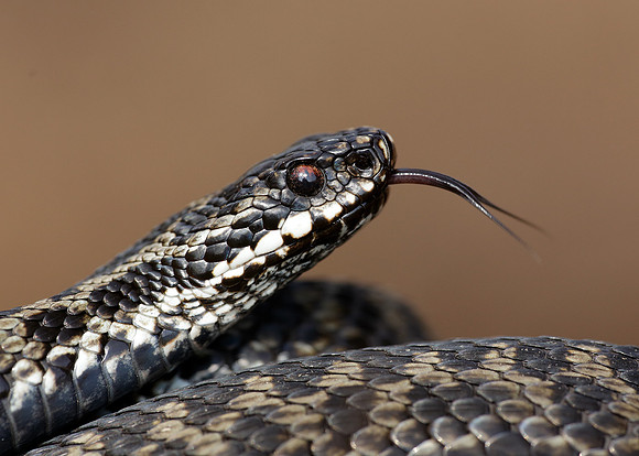 Adder Vipera berus