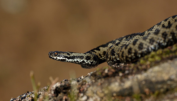 Adder Vipera berus